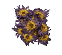 Nymphaea caerulea, Blaue Lotusblume Blüten ganz