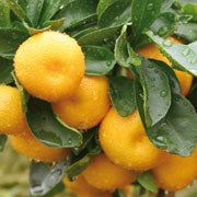 Farfalla Mandarine rot