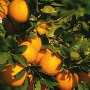 Farfalla Orange süss Bio