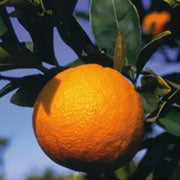 Farfalla Blutorange