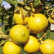 Farfalla | Ätherisches Öl | Bergamotte Bio | Detailbild Bergamotte Früchte