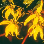 Farfalla Ylang Ylang extra supérieur