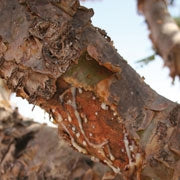 Farfalla | Ätherisches Öl | Weihrauch Arabien | Beispielbild Weihrauchbaum