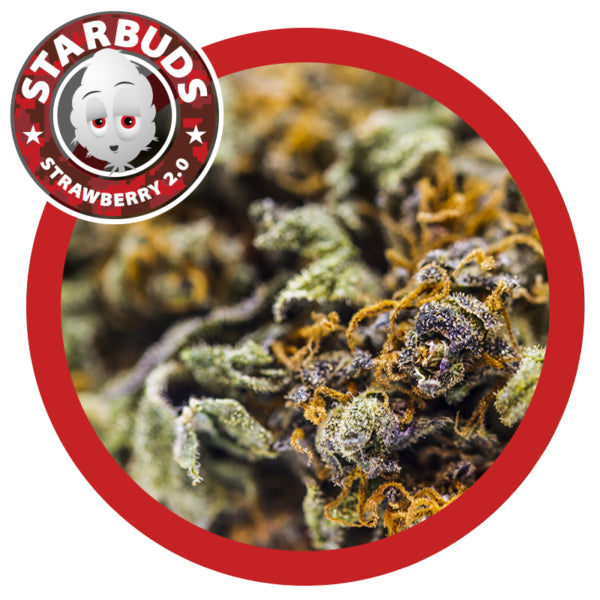 Starbuds | Strawberry 2.0 | 15g