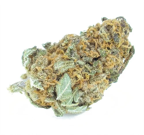 Herba die Berna "Harlequin"