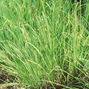 Farfalla | Vetiver Bio 80% | 5ml Ätherisches Öl