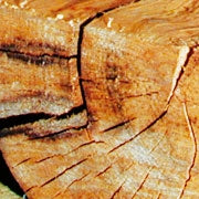 Farfalla | Ätherisches Öl | Zedernholz rot | Beispielbild Zedernholzstück