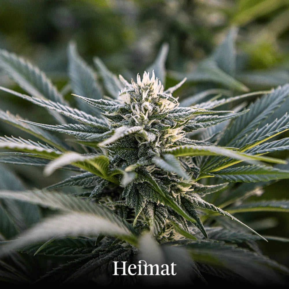 Heimat | CBD Outdoor Hanfblüten Aurum | Detailansicht Pflanze