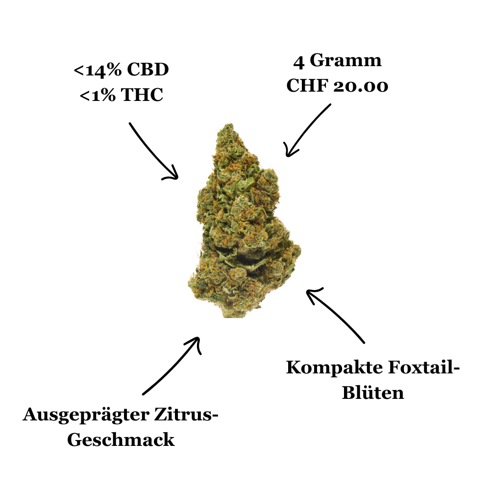 Herba di Berna | Amnesia Lemon Haze Indoor CBD | Blüten Facts